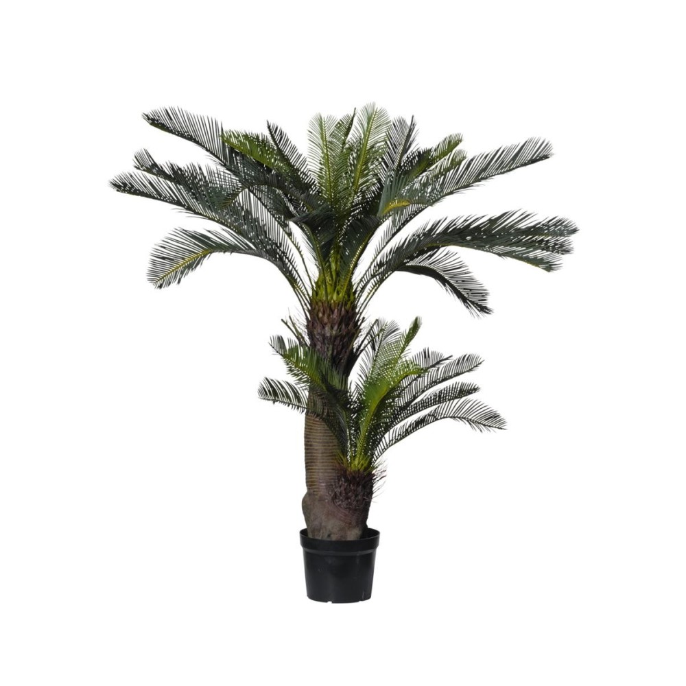 PIANTA CYCAS X2 150CM CON VASO